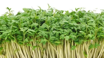 ما فائدة الجرجير