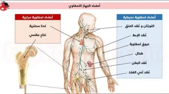 ما هو النخاع العظمي