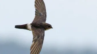 ما هو طير الأبابيل