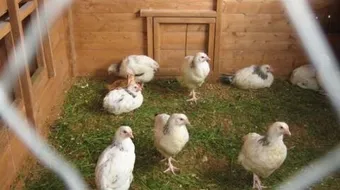 ماذا يطلق على بيت الدجاج