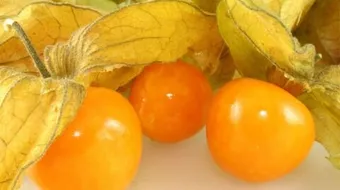 ما هو نبات الحرنكش