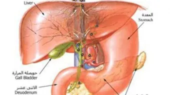 ما هو الجهاز الهضمي