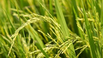 ما هو الوسط البيئي