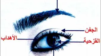 ما هو هدب العين