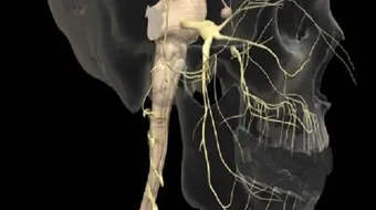 ما هو العصب الخامس