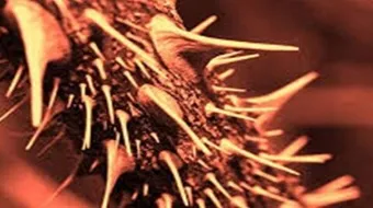 ما هو طعام اهل النار