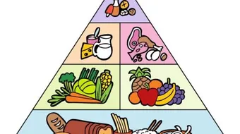 ما هو الهرم الغذائي