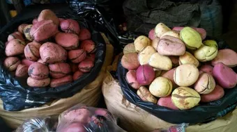 ما هي ثمرة القورو