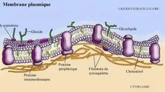 ما هي وظيفة غشاء الخلية