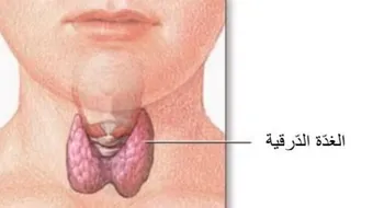 ما هي وظيفة الغدة الدرقية
