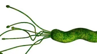 ما هي جرثومة الحمل