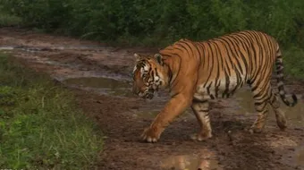 ما أهمية الطحالب في السلاسل الغذائية