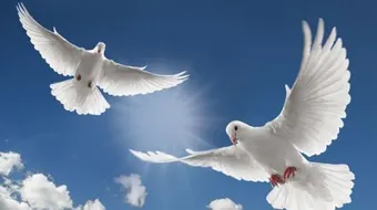 ما هي أهمية الحرية