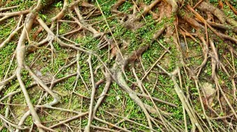 ما أهمية الجذور والسيقان للنباتات