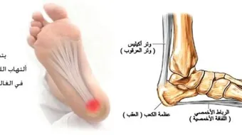 ما هو مشط القدم