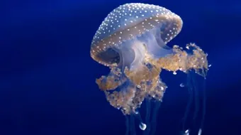 ما هو قنديل البحر