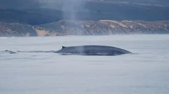 ما هو أكبر حيوان في العالم