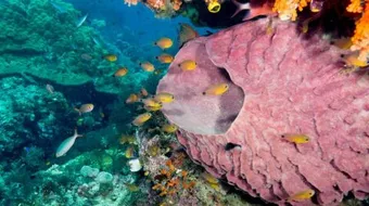 ما هو أضخم الحيوانات اللافقارية