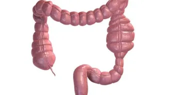 ما هو طول الجهاز الهضمي