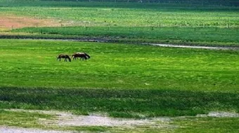 ما هو الوسط الحي