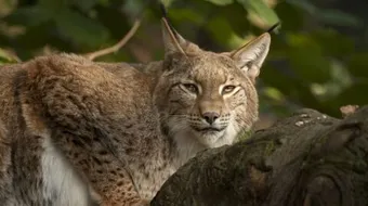 ما هو حيوان الوشق