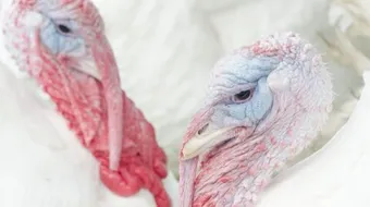 ما معنى تدجين الحيوانات