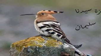 ما هي معجزة سيدنا سليمان