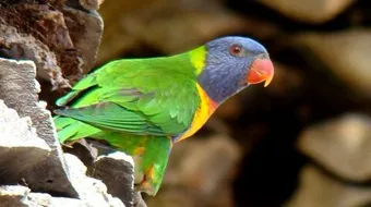 ما هو أغلى الطيور ثمناً