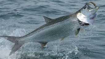 ما أهم الأسماك في المحيط الأطلسي