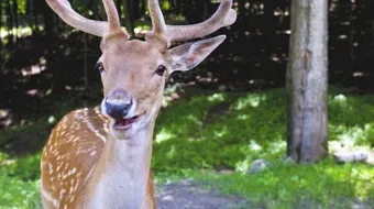 ما اسم أنثى الغزال