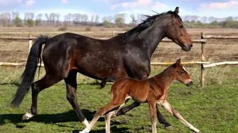 ما اسم أنثى الخيل