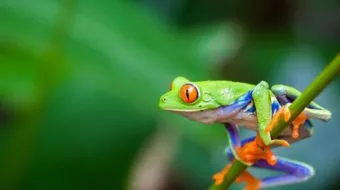 ما هو اسم صغير الضفدع