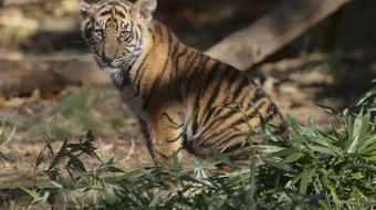 ما اسم ابن النمر