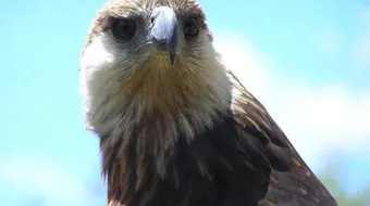 ما اسم ابن النسر