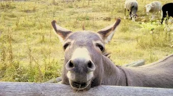 ما إسم صوت الحمار