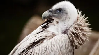 ما اسم أنثى النسر