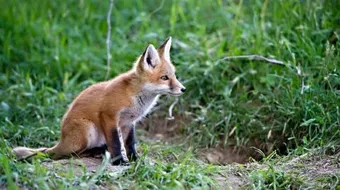 ما اسم ولد الثعلب