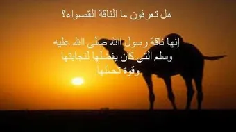 ما اسم ناقة الرسول