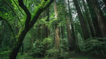 ماذا يسمى صوت الشجر