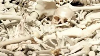 ما هو عدد عظام جسم الإنسان