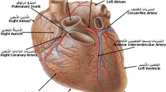 ما هو عدد صمامات القلب