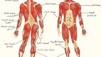 ما هو عدد عضلات جسم الإنسان