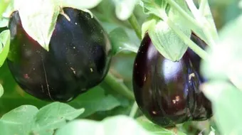 ما هو موطن الباذنجان الاصلي