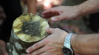 ما الموطن الأصلي لشجرة العود