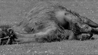 ما هي عقوبة قوم صالح