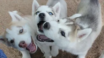 ما سبب نباح الكلاب