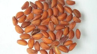 ما هي الحبة الحمراء