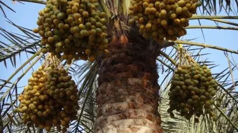 ما هو تمر البرني