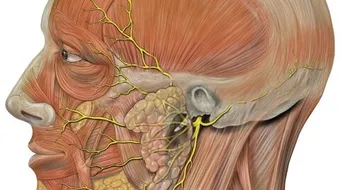 ما هو العصب السابع