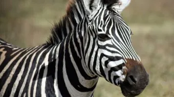 ما هو صوت الحمار الوحشي